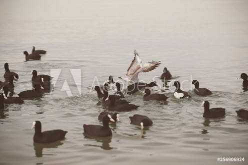 Afbeeldingen van Birds gulls and ducks on the beach eat and fight
